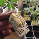 Blocos De Plantio Lã De Rocha-Cubos